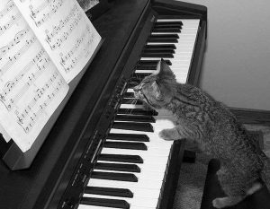 Un joli petit chat déchiffre une partition de piano
